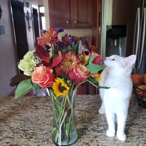 Meet your Posher, Randi